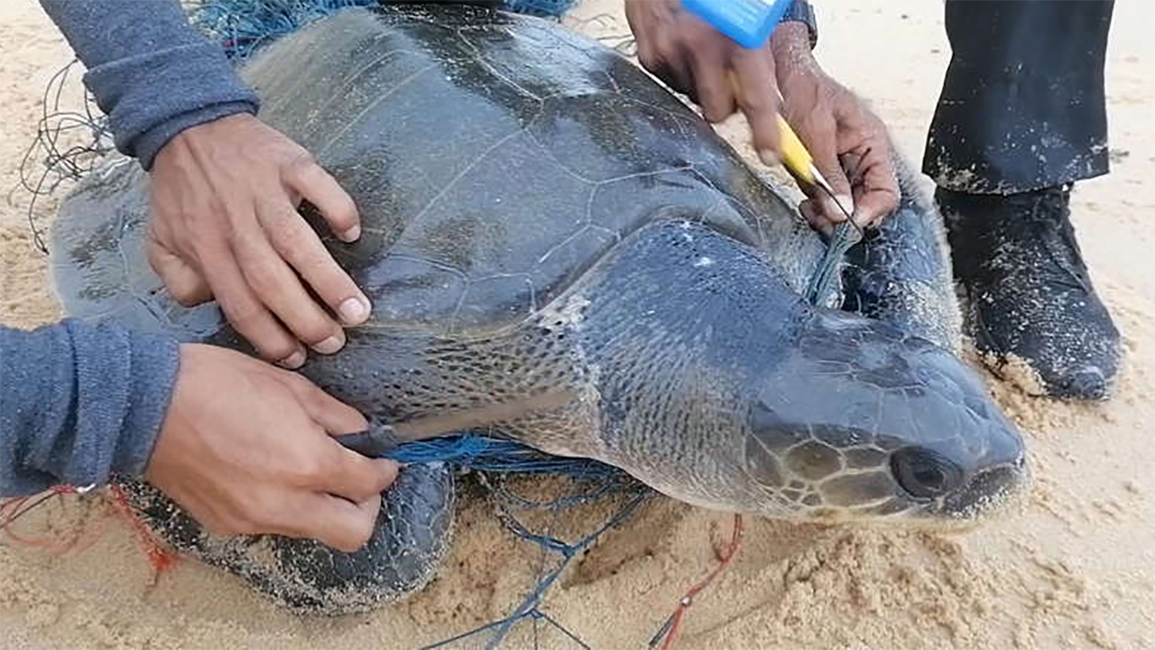 رهاسازی لاک‌پشت گیر افتاده در تور ماهیگیری + فیلم