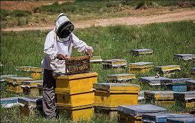 طرح سرشماری کلونی‌های زنبور عسل در استان ایلام آغاز شد
