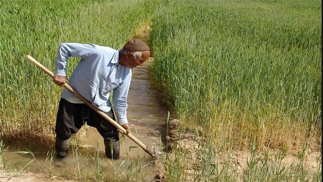 ۱۲۶ هکتار از زمین‌های کشاورزی همدان برای تولید گندم و جو زیر کشت قراردادی می‌رود