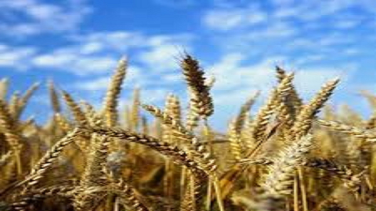 تولید بیش از ۲۸۶ هزار تن گندم در کرمانشاه