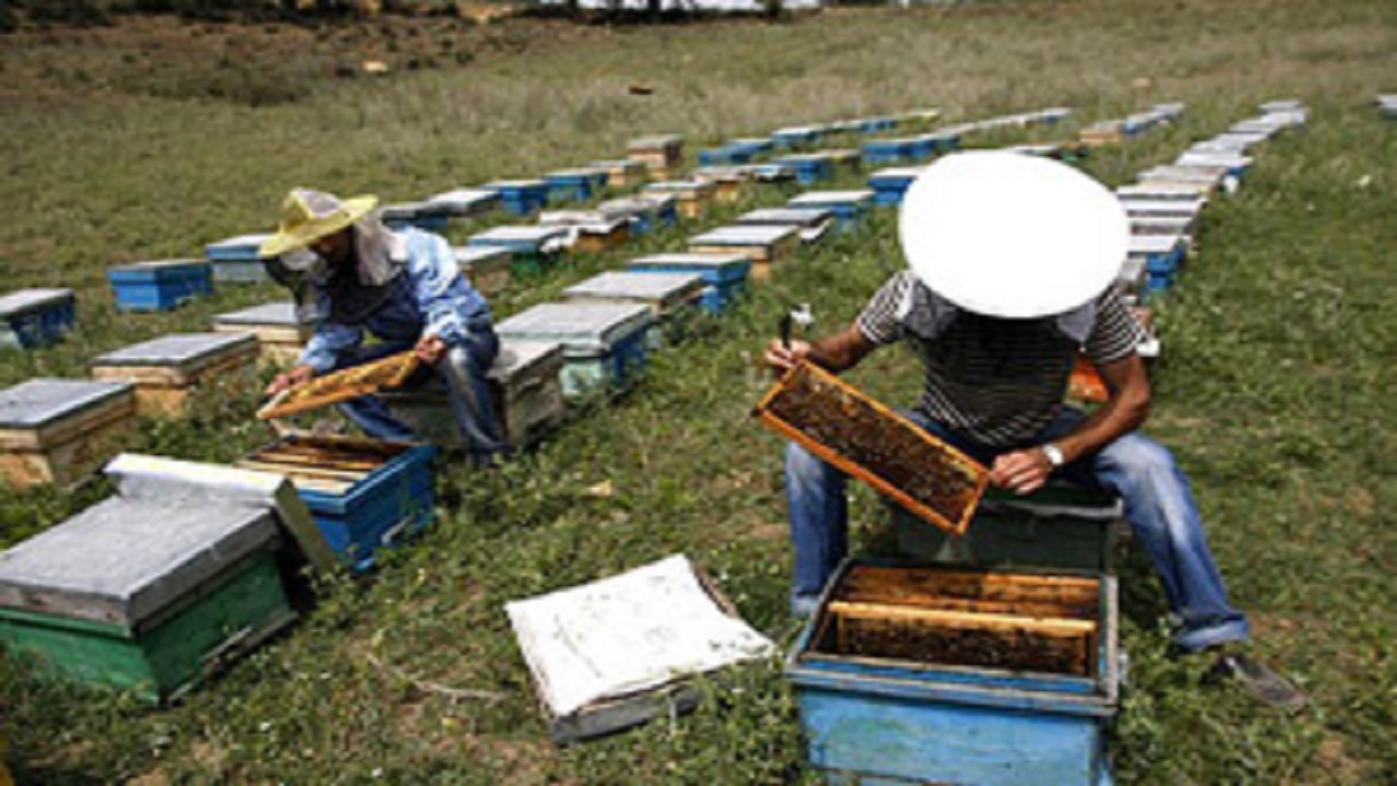سرشماری زنبورستان های لرستان در نیمه دوم مهرماه انجام می شود
