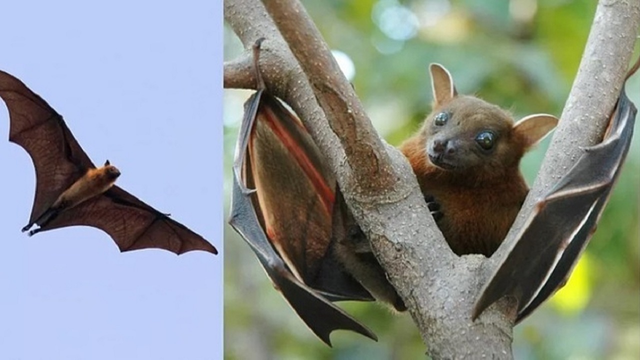 شیوع ویروس نادر، اما کشنده در هند/ دوباره پای خفاش‌ها در میان است