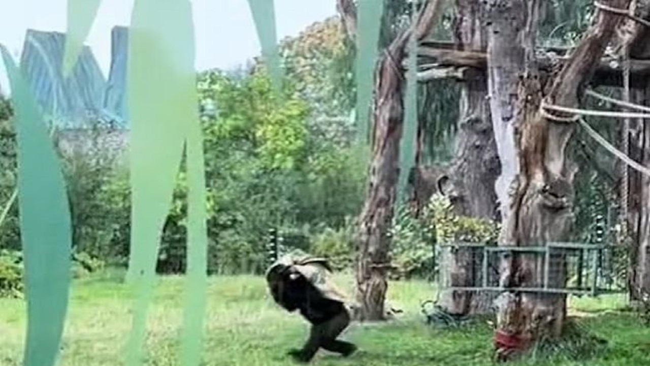 فرار خنده دار دو گوریل در باغ وحش لندن از باران + فیلم