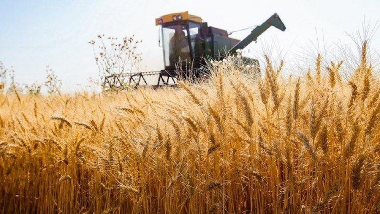 کردستان در جایگاه نخست تولید گندم دیم کشور