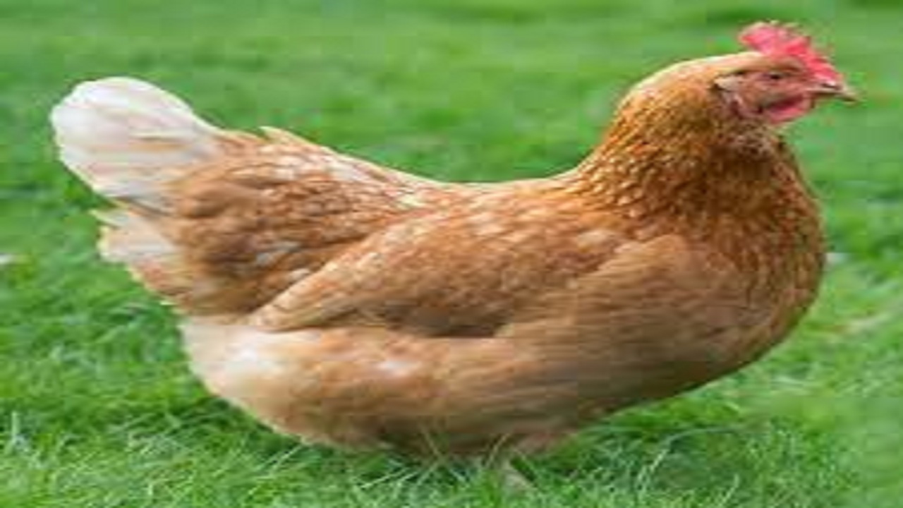 توقیف ۲۳۰۰ قطعه مرغ فاقد مجوز در هشترود