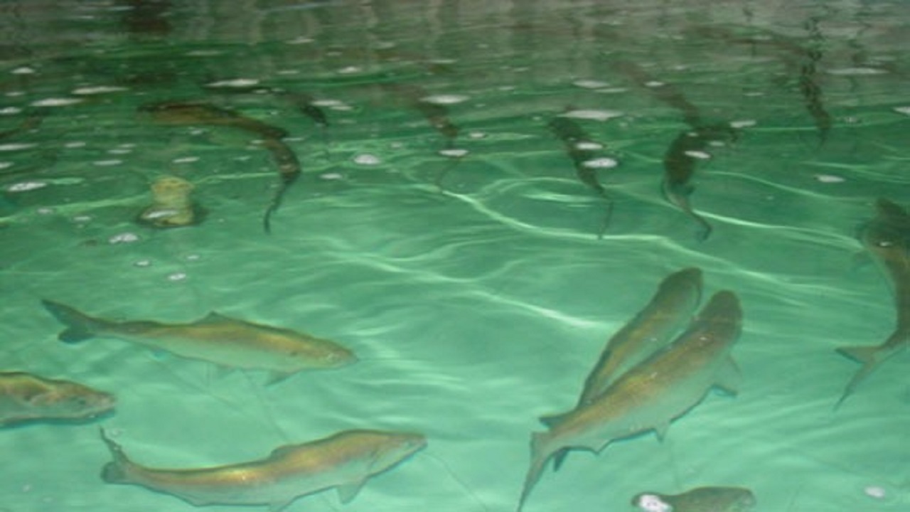 افزایش تولید ماهی در آذربایجان شرقی