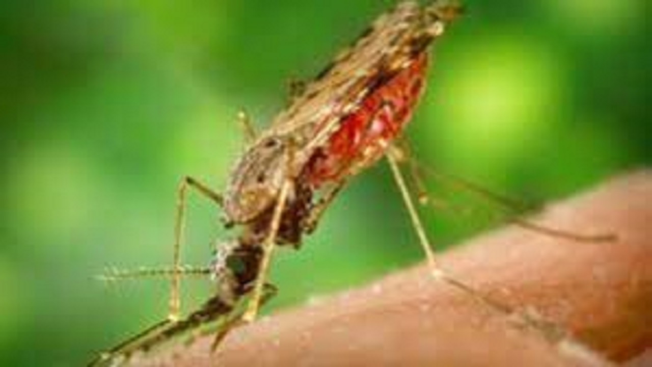 تشریح عملیات مبارزه با بیماری مالاریا