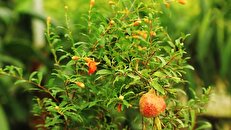 نحوه نگهداری از درختچه انار زینتی + فیلم