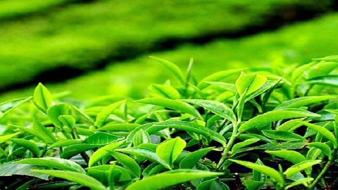خرید تضمینی برگ سبز چای ۴۲ درصد افزایش یافت