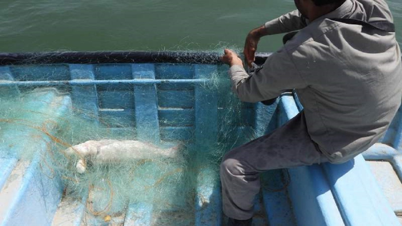 جمع‌آوری بیش از ۱۱۰۰متر تور ماهیگیری غیرمجاز در سد پیشین