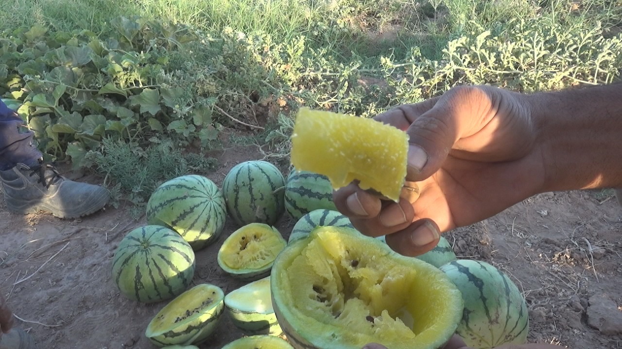 برداشت هندوانه آناناسی برای نخستین بار در نهبندان! + فیلم