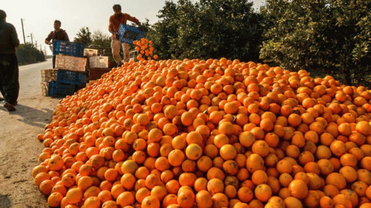صادرات ۲ هزار تن نارنگی از نکا به خارج کشور