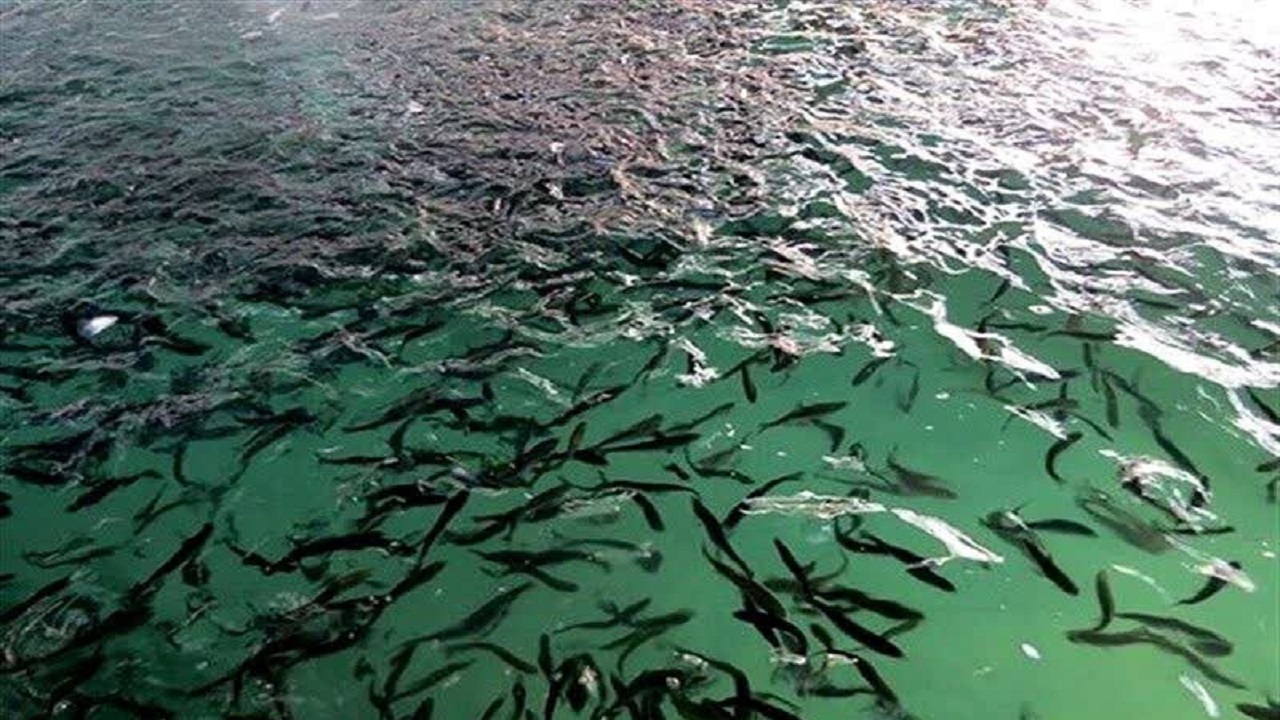 تولید حدود ۸ میلیون بچه ماهی در اذربایجان غربی
