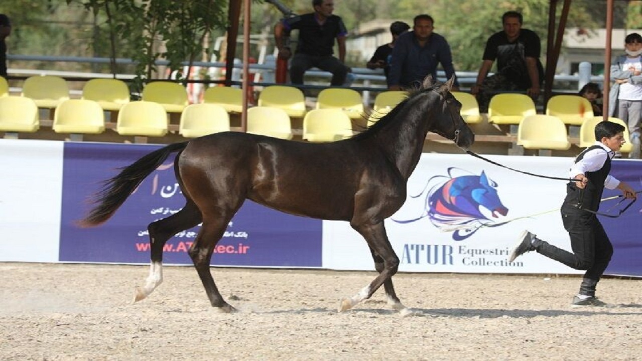 یزد، الگوی کشور برای توسعه رشته زیبایی اسب