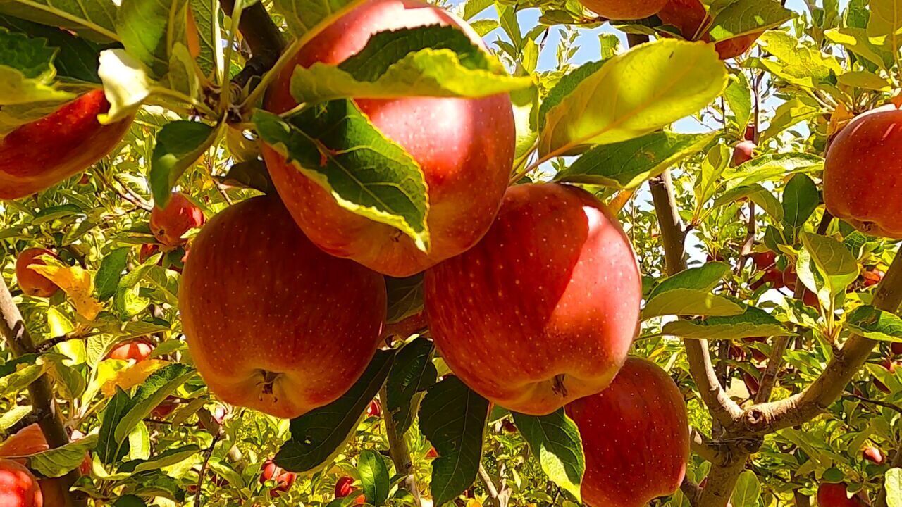 برداشت سیب در روستای فولادمحله