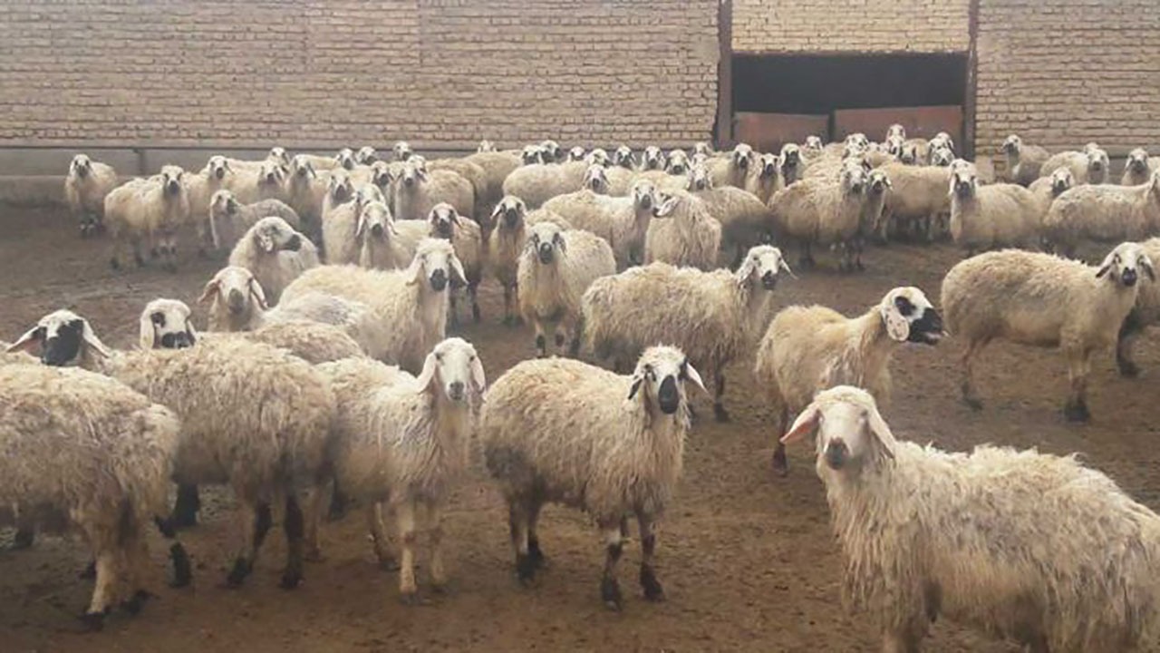 آرزوی سفر خارج بردل گوسفندها ماند