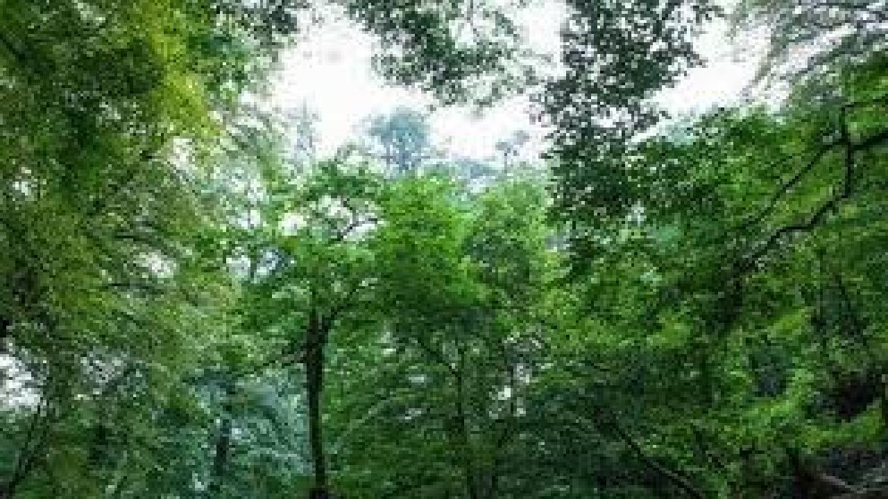 جنگل کاری در ۵۲۴ هکتار از زمین های کشاورزی گیلان