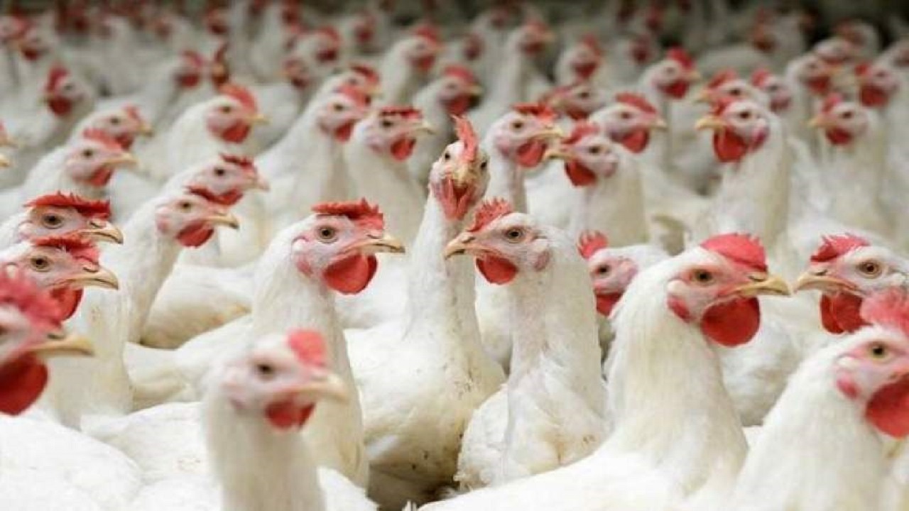 کشف  ۳ تن ۶۰۰ مرغ  زنده قاچاق در مرز‌های سیستان و بلوچستان