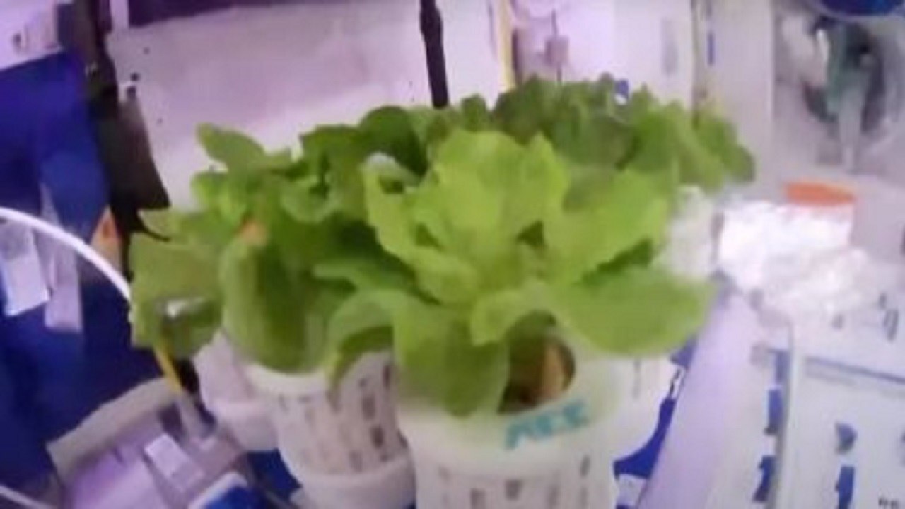 کشت سبزیجات در فضا توسط فضانوردان چینی