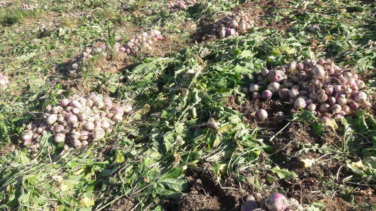 برداشت محصول شلغم از اراضی کشاورزی شهرستان لردگان