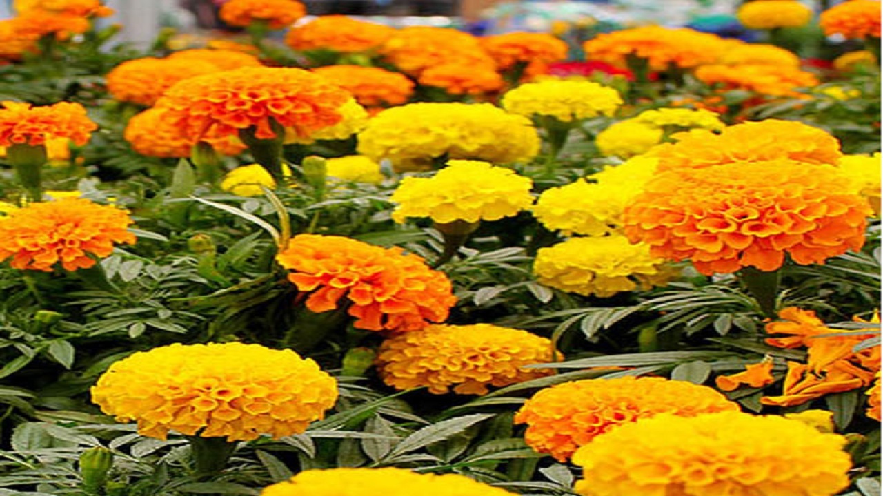 بیش از ۷ میلیارد هزینه خرید گل‌های فصلی در آبادان