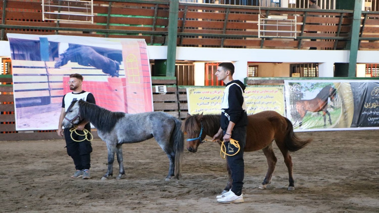 جشنواره ملی اسب کاسپین در بندر انزلی