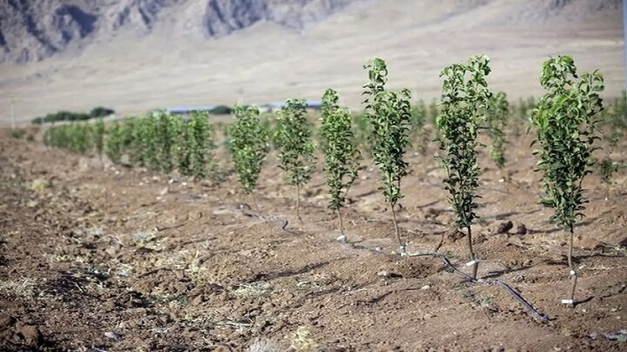 طرح مردمی کاشت یک میلیارد درخت در فریمان به اجرا درآمد + فیلم