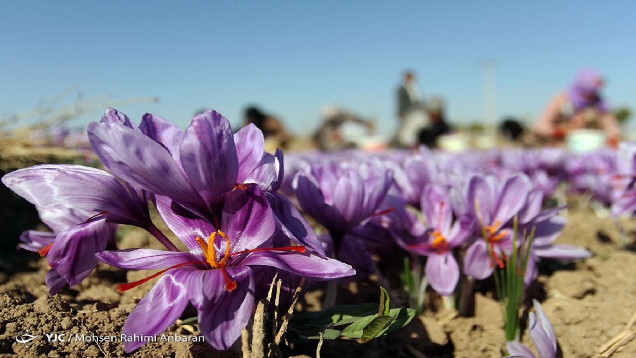 ۹۳ درصد تولید جهانی زعفران در اختیار ایران است