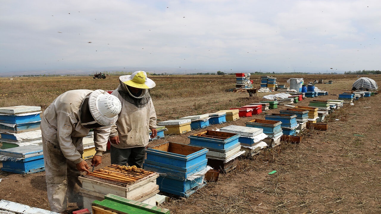 تولید هفت هزار و ۵۴۱ تن عسل در استان اردبیل