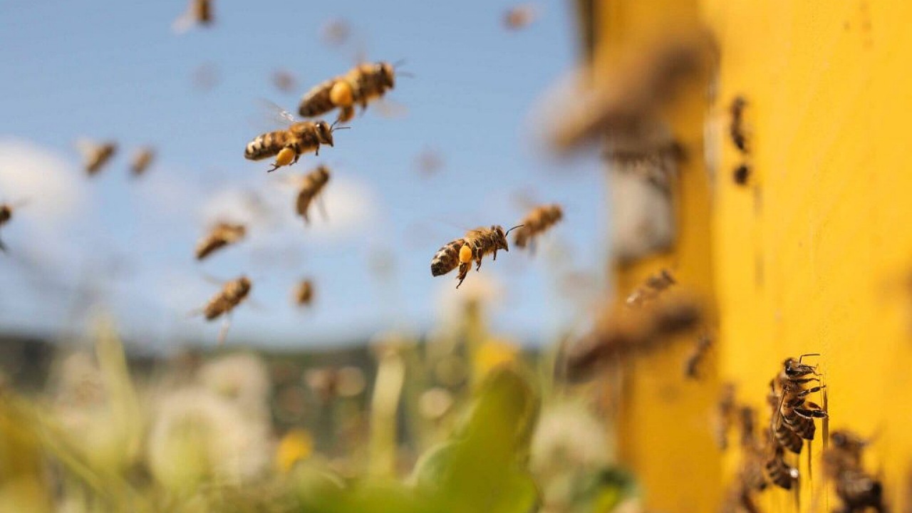 تکنیک مهندسی زنبور‌های عسل برای کاهش دمای هوای کندو + فیلم