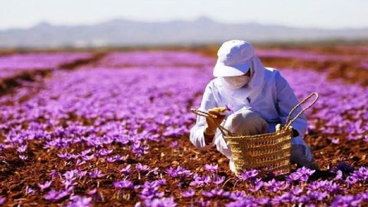 پیش بینی برداشت ۷۵ کیلوگرم زعفران از زمین‌های خوزستان

 
