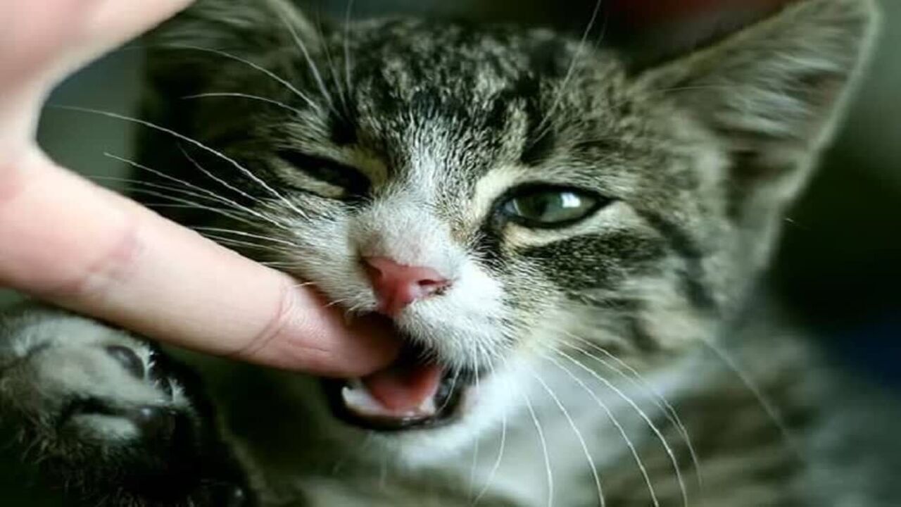 نخستین گربه خانگی مبتلا به هاری در تایباد خراسان رضوی شناسایی شد