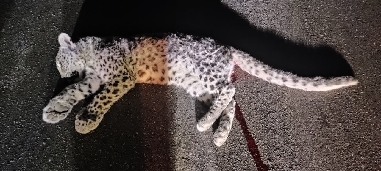 یک فرد توله پلنگ بر اثر تصادف در جاده ابوالحیات_شیراز تلف شد
