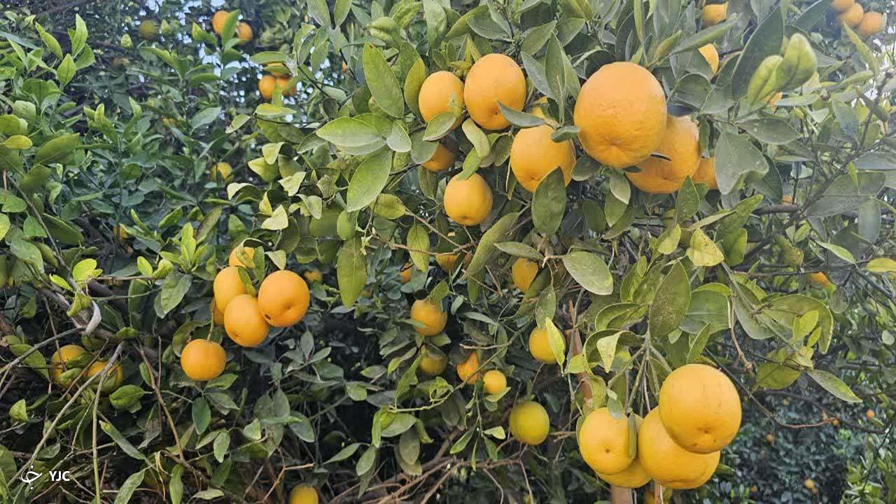 آغاز برداشت پرتقال از باغات روستای پشتکوه بخش شمیل بندرعباس+عکس و فیلم