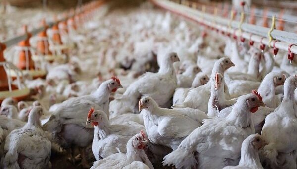 افزایش ۲۱ درصدی جوجه ریزی در مرغداری های گیلان