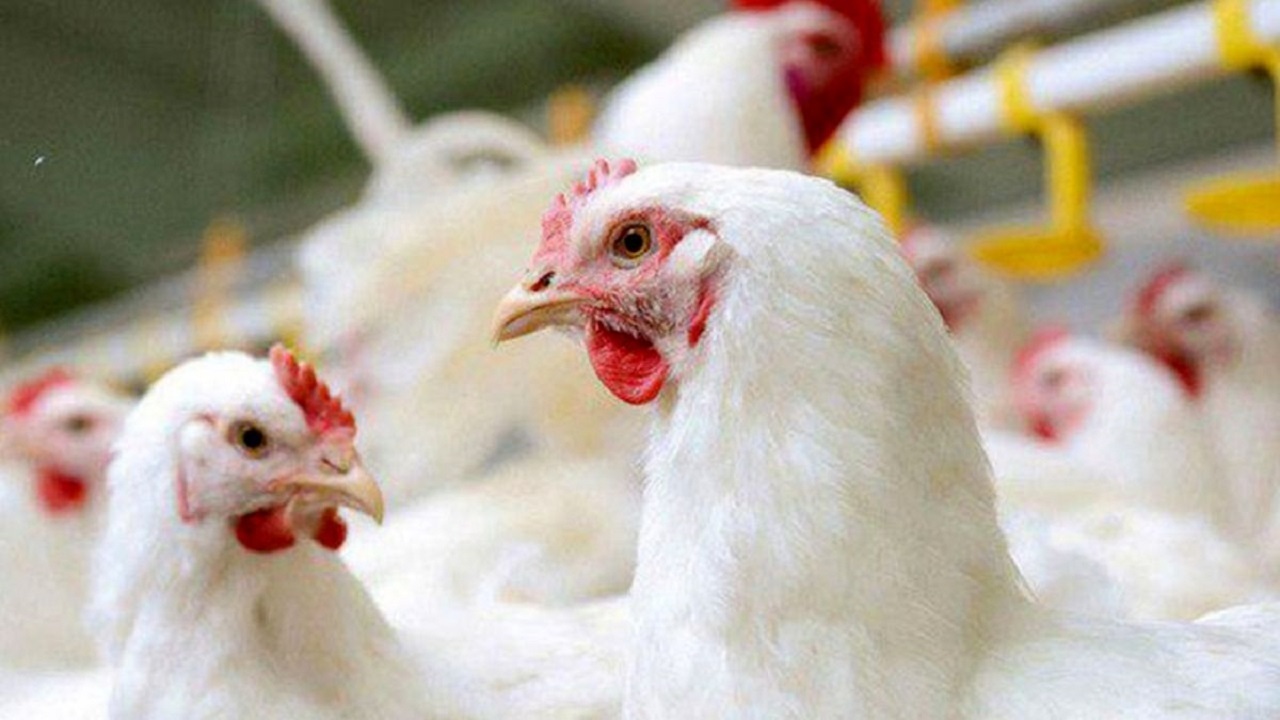 ۲ هزار قطعه مرغ زنده بدون مجوز در خوسف کشف شد
