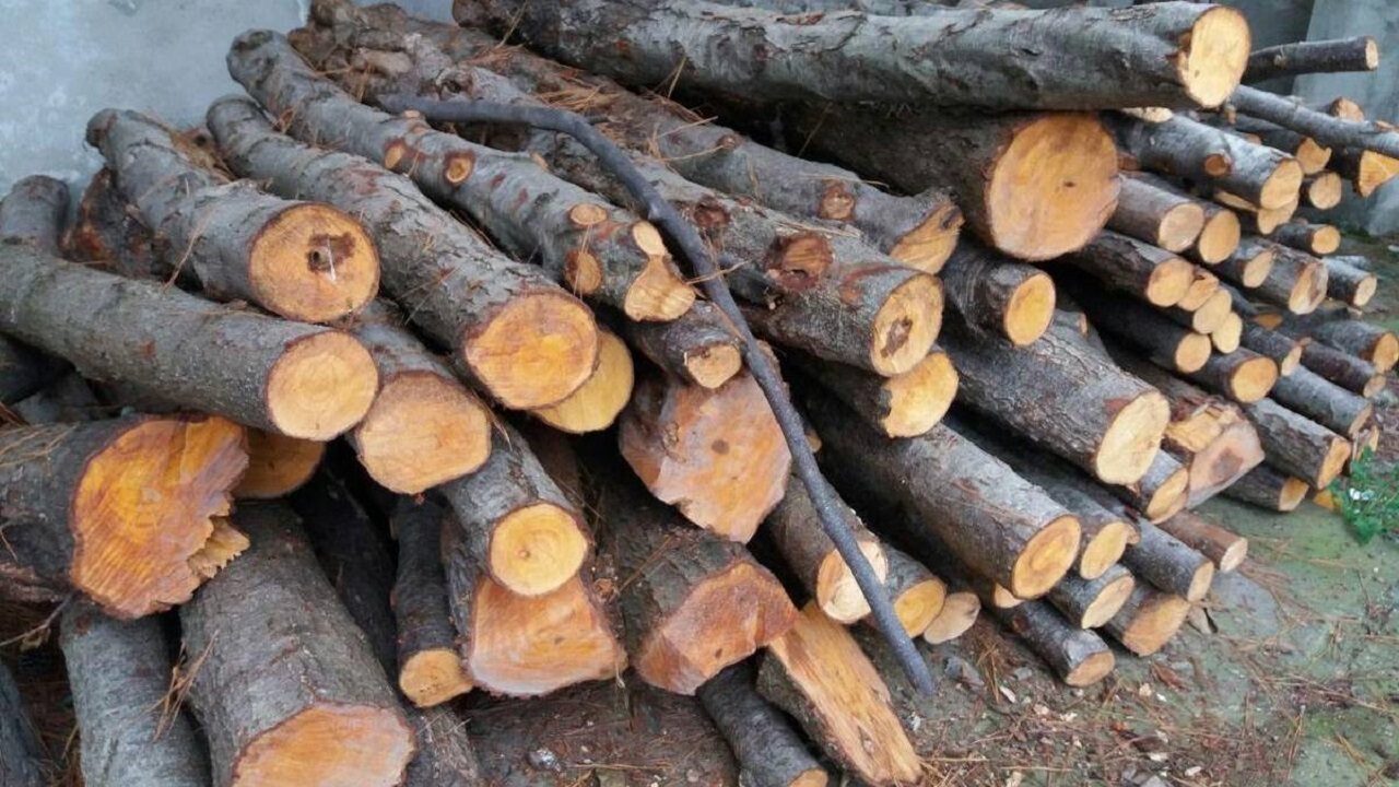 کشف ۱۴ تن چوب قاچاق در آزادشهر