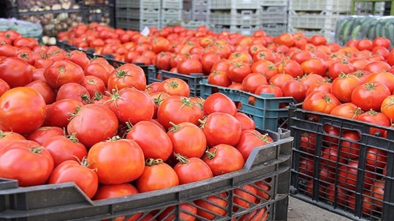 به زودی، کاهش قیمت گوجه فرنگی