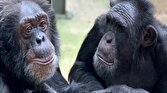 باشگاه خبرنگاران -شامپانزه‌ها رکورد حافظه حیوانات را شکستند