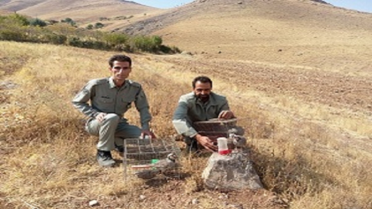 دستگیری ۲ شکارچی غیرمجاز بزکوهی و ۲بره اش