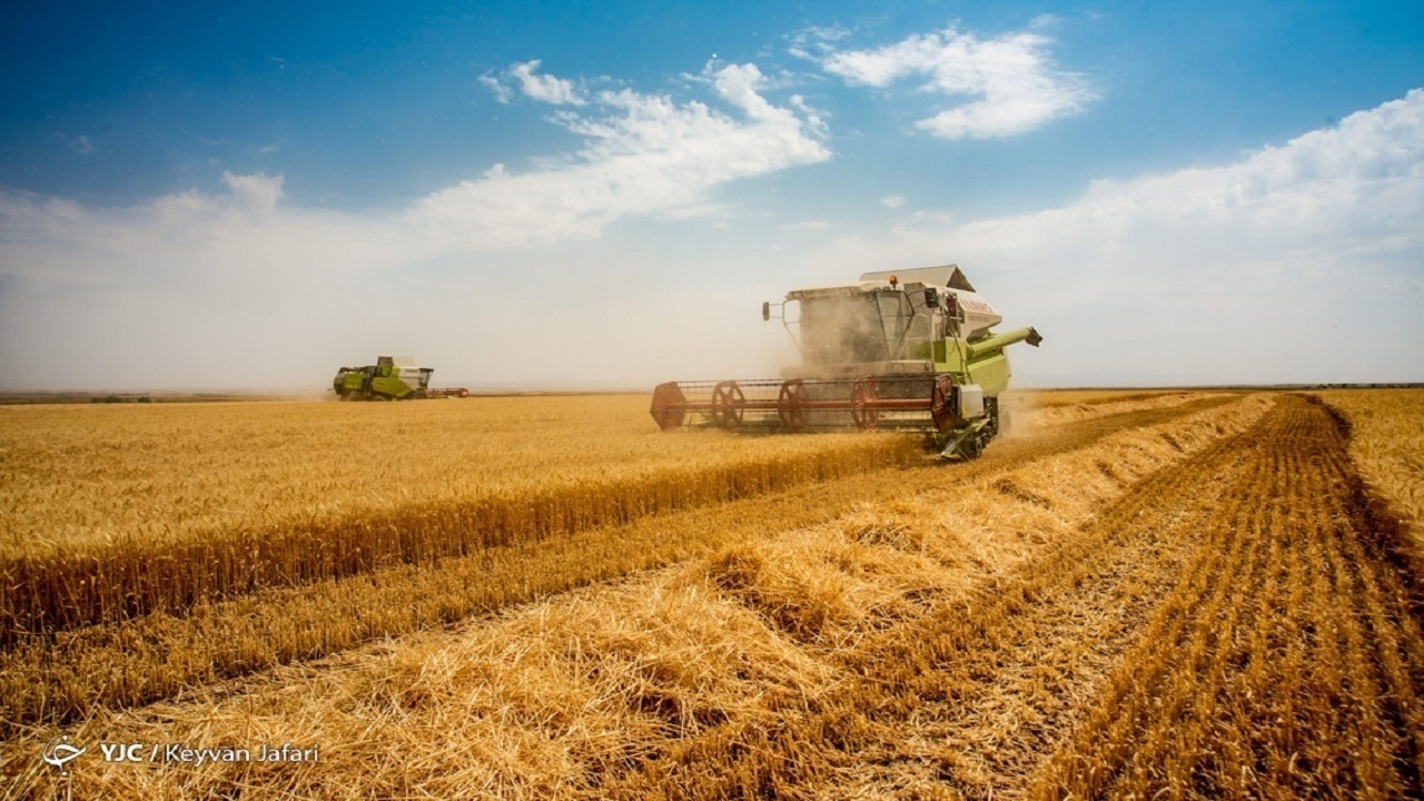 تولید گندم سال آینده به بیش از ۱۴ میلیون تن می‌رسد