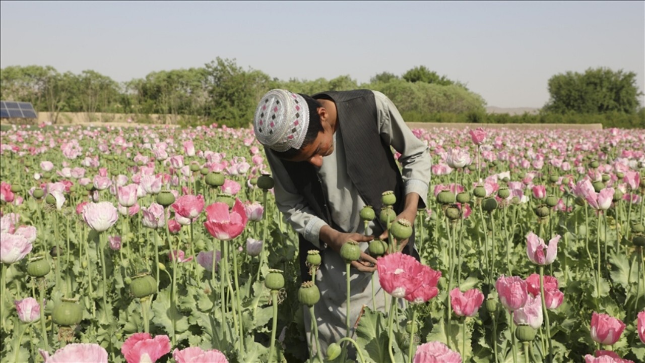 افزایش درآمد کشاورزان افغانستانی از کشت تریاک