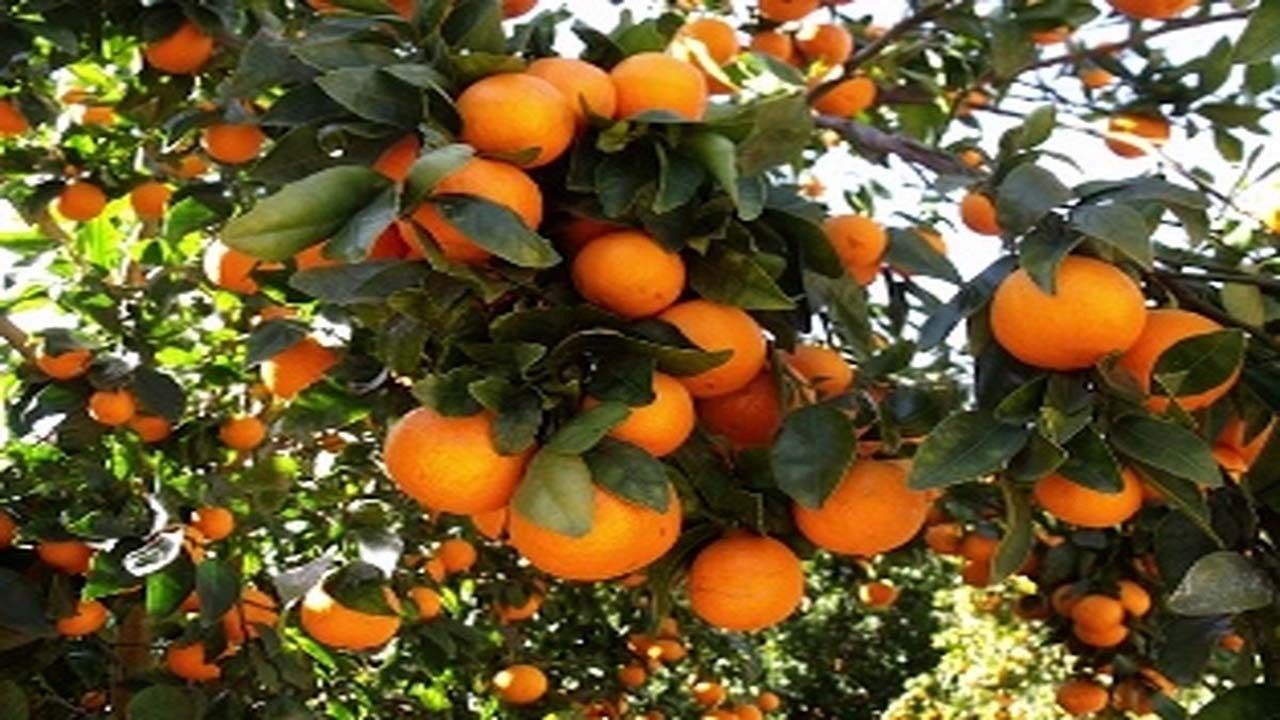 اجرای ۱۷ طرح کشاورزی با هدف اصلاح باغ‌های نارنگی در هرمزگان