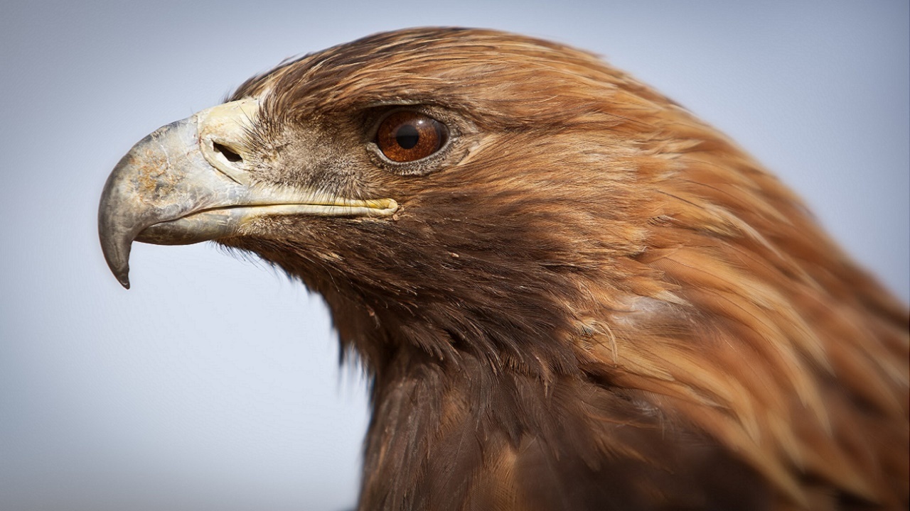 تحویل یک بهله پرنده شکاری عقاب شاهی  مصدوم به اداره محیط زیست بندرترکمن