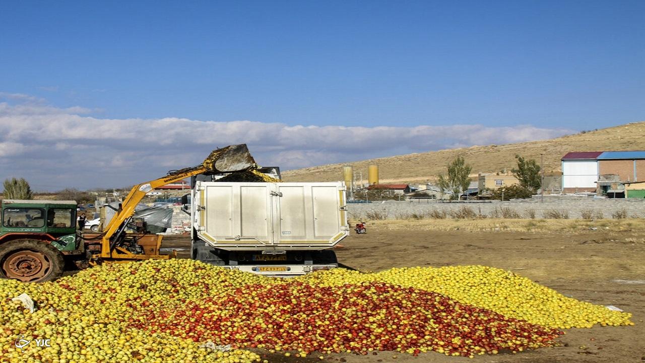 ۴۳۰ هزار تن سیب صنعتی آذربایجان‌غربی تحویل کارخانه‌ها شد