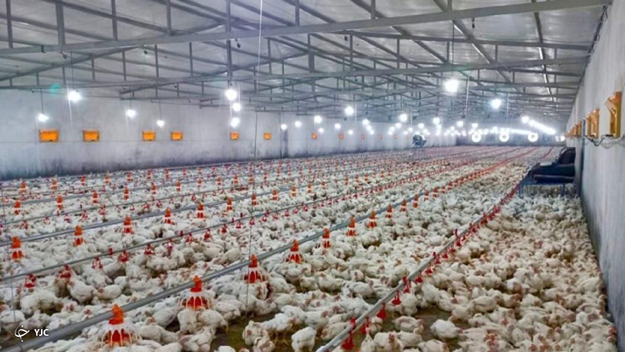 ۶۱ واحد پرورش مرغ مادر در آذربایجان‌غربی فعال است