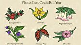 باشگاه خبرنگاران -هر آنچه باید در مورد گیاهان سمی بدانید
