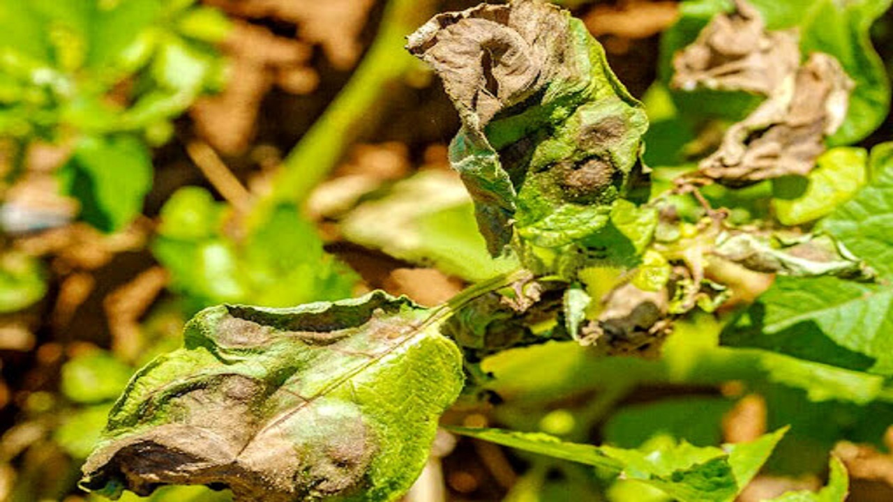 بیماری بادزدگی تهدیدی برای مزارع سیب زمینی گلستان