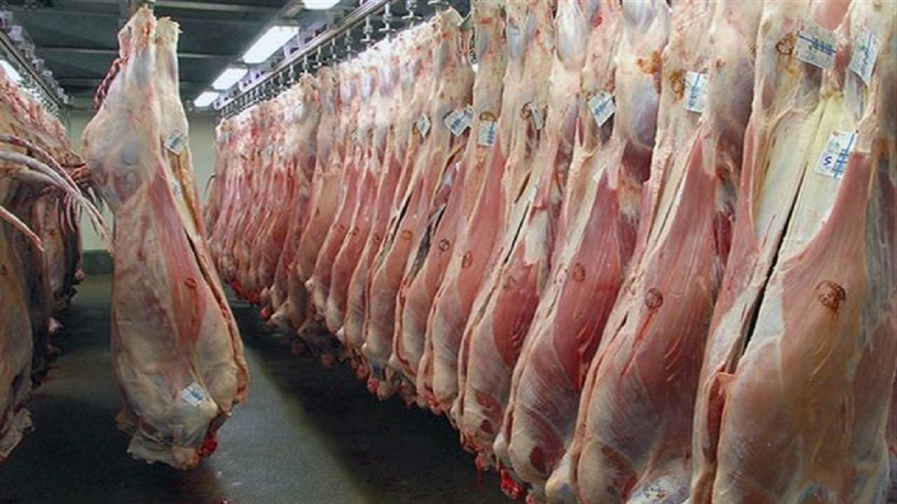 تدوام روند توزیع گوشت گرم گوسفندی وارداتی در استان یزد