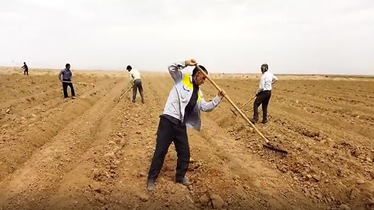 آماده سازی زمین و کاشت بذر خربزه در مزارع روستای ده محمد طبس + فیلم